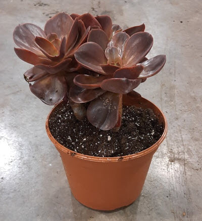 8" Echeveria Assortment